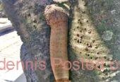 +27 74 676 7021 PENIS ENLARGEMENT PRODUCTS IN BOTSWANA, LESOTHO, UGANDA