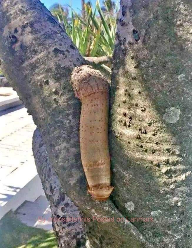 +27 74 676 7021 PENIS ENLARGEMENT PRODUCTS IN BOTSWANA, LESOTHO, UGANDA