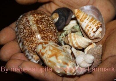 medium.WITCHCRAFT.jpeg.00ecbea234503490a02d4e32ecddbb7c