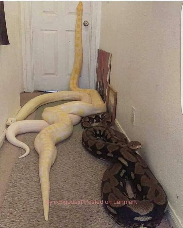 Mamlambo Spiritual Snake Money – Simple Money Spells That Work in South Africa????+27788804343 Money Spells in South Africa