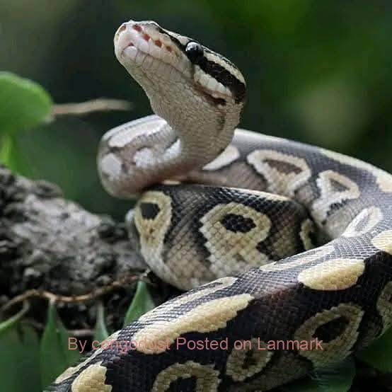 Discover How Mamlambo Works The Snake That Brings Money +27788804343 Durban, Pretoria South Africa ????+27788804343