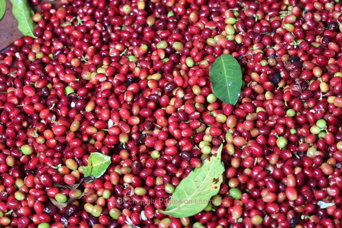Green Coffee Grading +256790560642 exporter Organic coffee beans to global markets California Italy Turkey